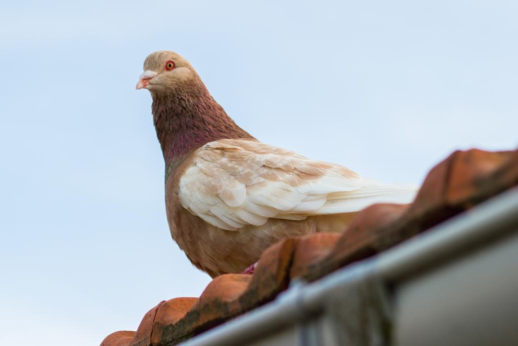 Pouilly-sous-Charlieu Aux Ronzieres Bed & Breakfast 部屋 写真